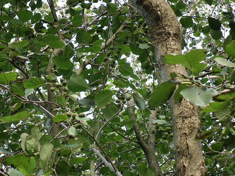 common alder